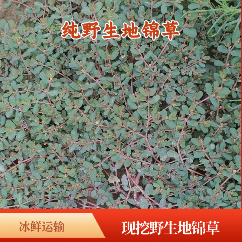 天然野生新鲜地锦草 奶浆草 小飞杨草 铺地红 血见愁 愁奶汁