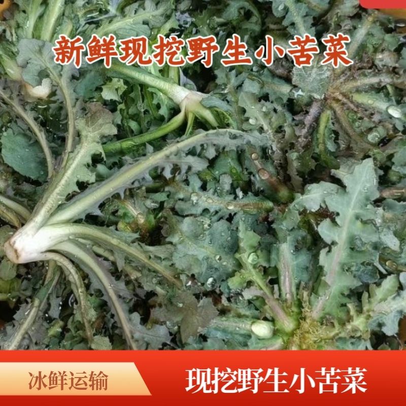 新鲜精品苦麻菜苦菜纯野生苦菜新鲜发货苦碟子菜苦菜野菜地菜现摘