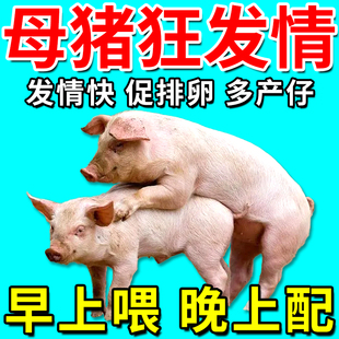 母猪发情的药兽用发情配种粉猪牛羊马诱情剂促孕促发情排卵多胎素