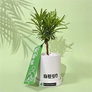 自然引力 书房办公桌面绿植盆栽创意摆件净化空气盆景绿植 罗汉松