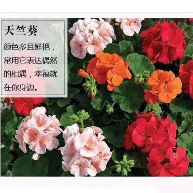 天竺葵花苗重瓣四季垂吊天竺葵盆栽驱蚊草植物室外庭院阳台花卉