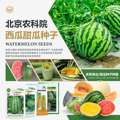农科院京研高甜度8824西瓜种子