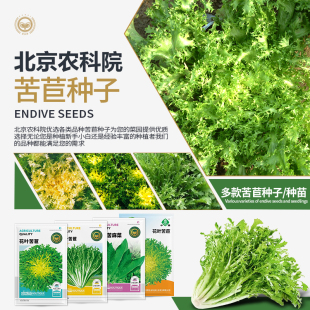 农科院苦苣种子花叶苦苣碎叶苦苣耐寒蔬菜阳台盆栽