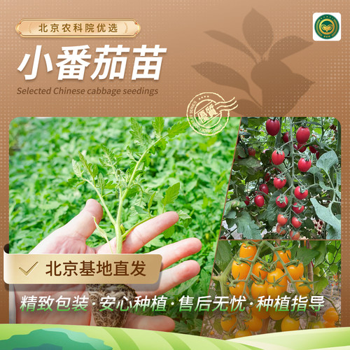 农科院小番茄苗矮生番茄苗盆栽圣女果小西红柿四季阳台水果蔬菜苗