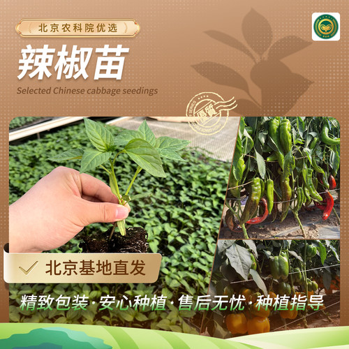 农科院辣椒苗地栽盆栽通用