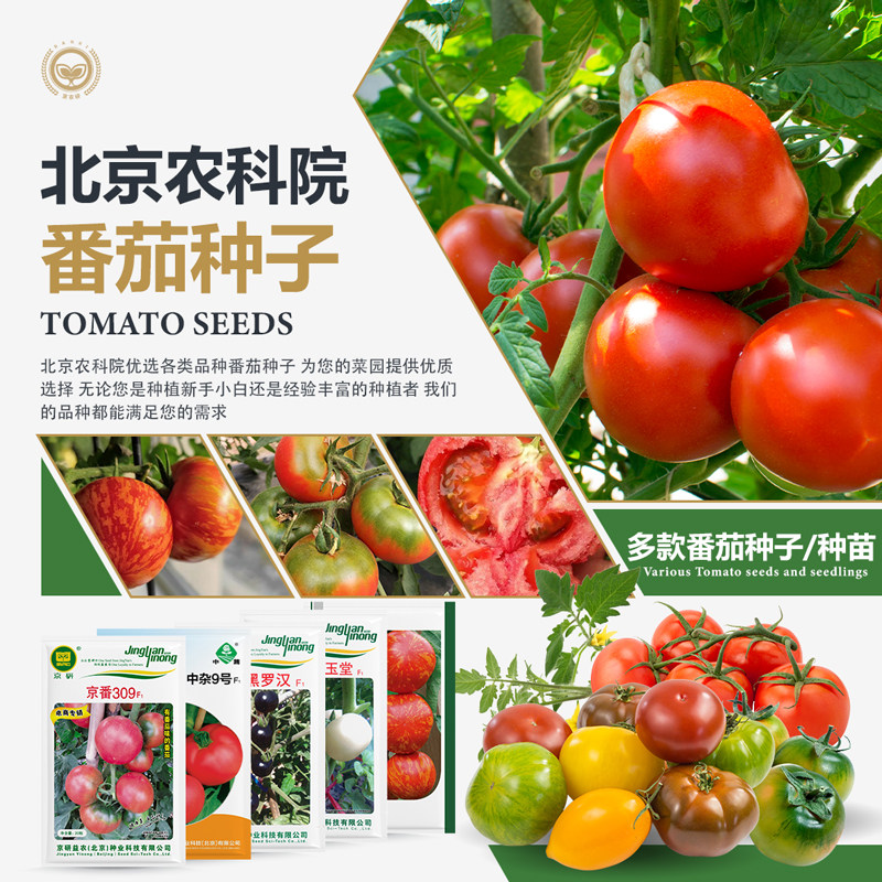 农科院四季番茄种子普罗旺斯