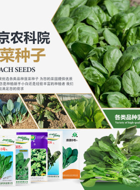 农科院菠菜种子大全四季易种