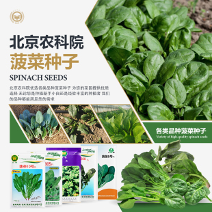 农科院菠菜种子四季大叶趴地菠菜番杏新西兰菠菜越冬耐热蔬菜籽孑