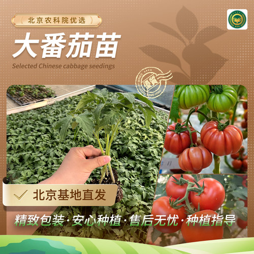 农科院大番茄苗草莓番茄铁皮柿子普罗旺斯毛粉沙瓤西红柿蔬菜秧苗