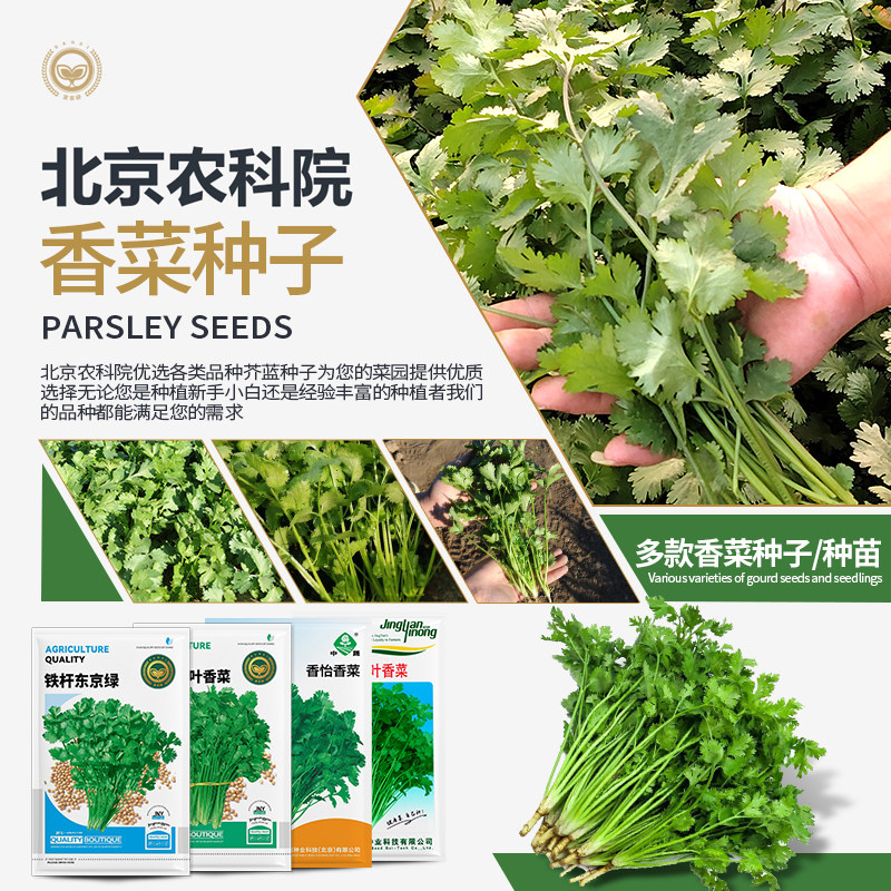 香菜种子芫荽籽大小叶速生香菜耐热四季阳台盆栽农科院蔬菜种籽孑 - 实物图
