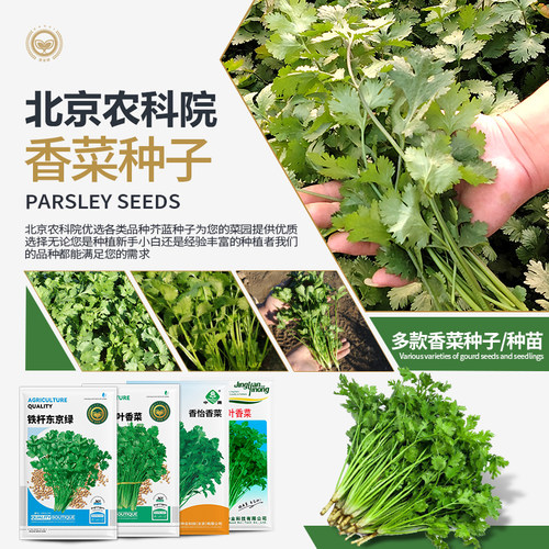 香菜种子芫荽籽大小叶速生香菜耐热四季阳台盆栽农科院蔬菜种籽孑