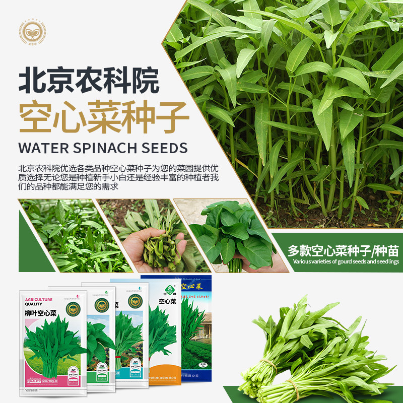 农科院空心菜种子柳叶青梗水上蔬菜耐热性强夏季速生高产 - 实物图