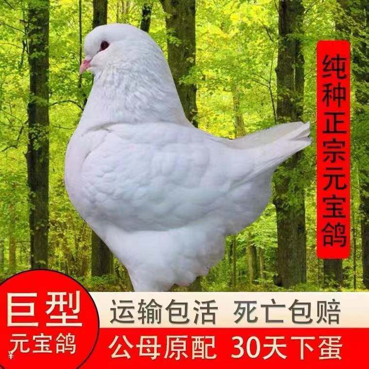 纯种元宝鸽特大活物种鸽活体