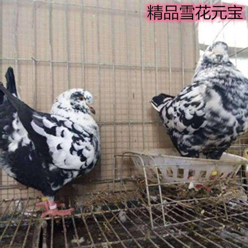 一对一公一母下蛋鸽子纯种大体元