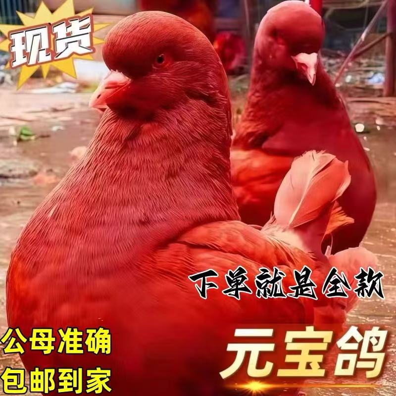 元宝鸽正宗元宝鸽鸽子活一对鸽子活苗观赏鸽落地王大体元宝鸽种鸽