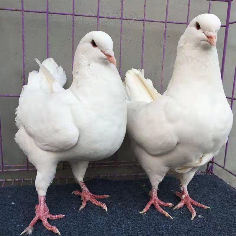 元宝鸽子大体纯巨型公斤鸽鸽子活