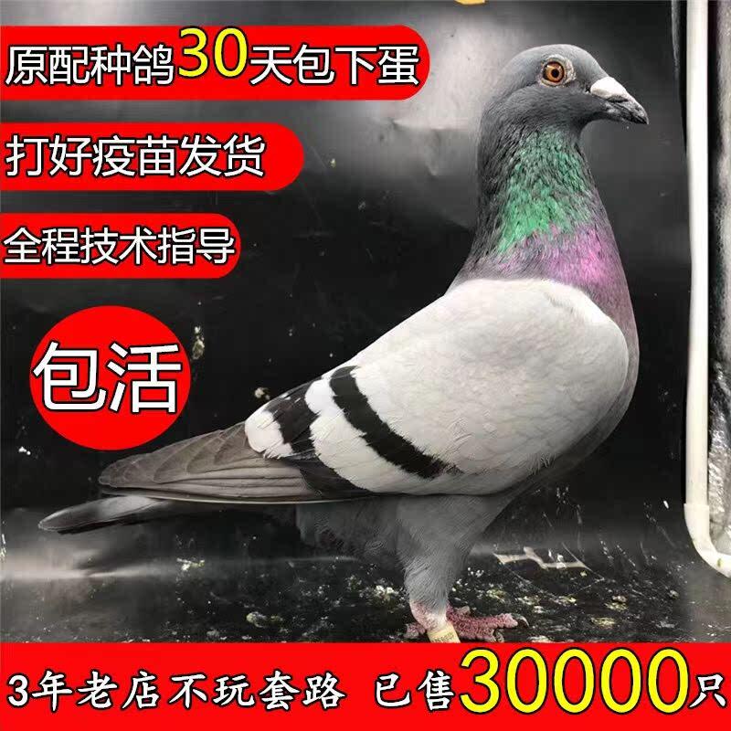 鸽子活一对原配纯正血统信鸽种鸽