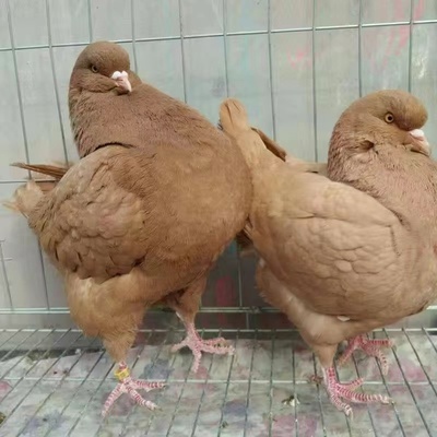大型纯种大体元宝鸽子巨型种鸽鸽子活物一对正宗肉鸽观赏活体包邮
