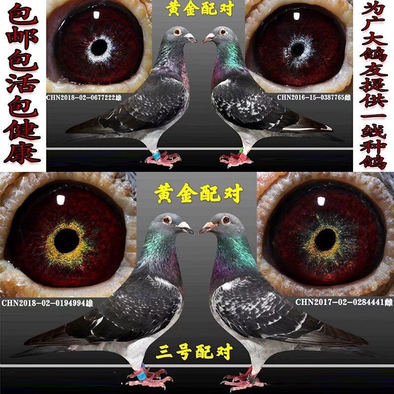 信鸽成绩鸽血统鸽名家原环种鸽鸽
