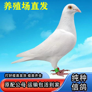 鸽子活体一对信鸽纯种赛鸽青年鸽原配种鸽雨点鸽子白羽王鸽子活物