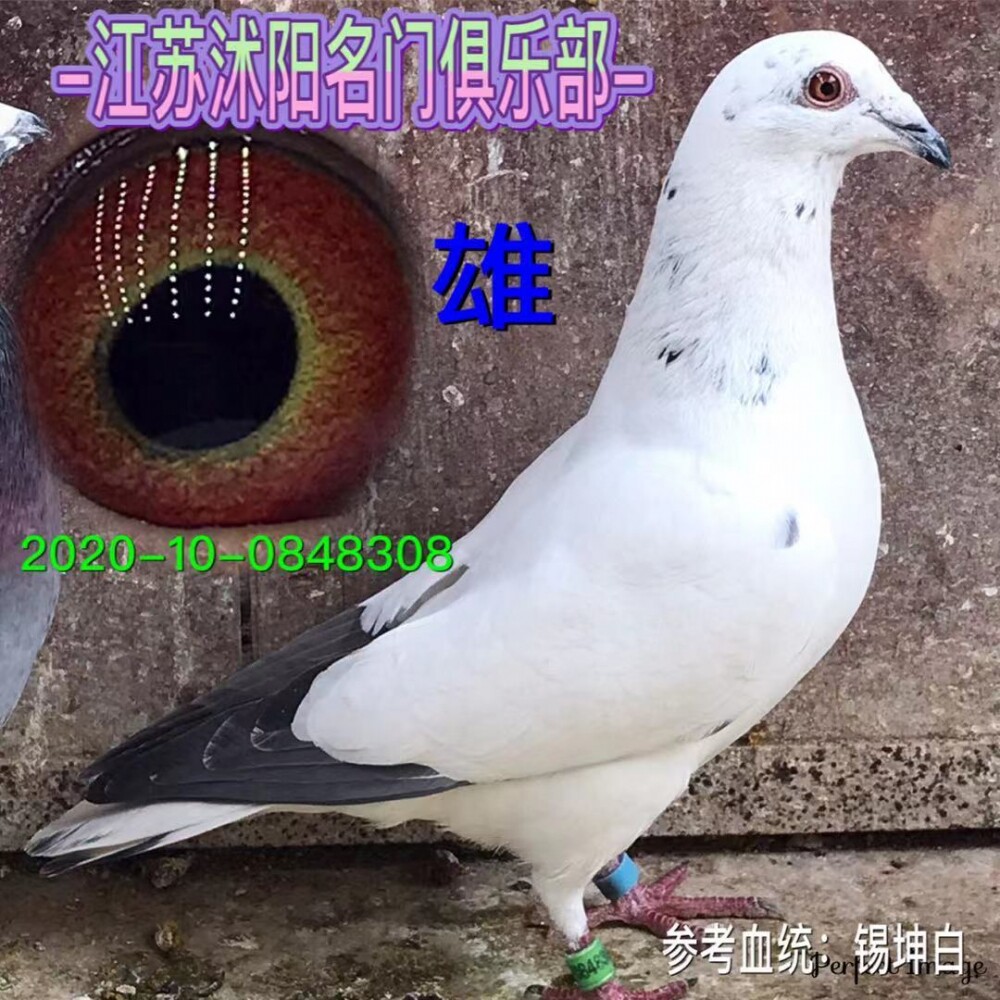 麒麟花鸽子火凤凰血统鸽公棚鸽