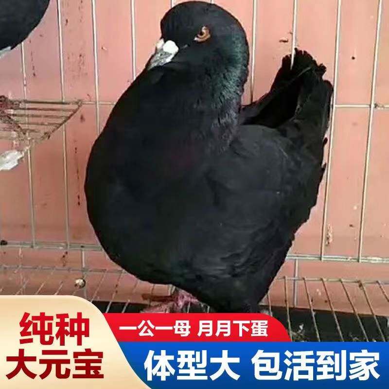 大鸽子可长8斤下蛋鸽幼鸽元宝