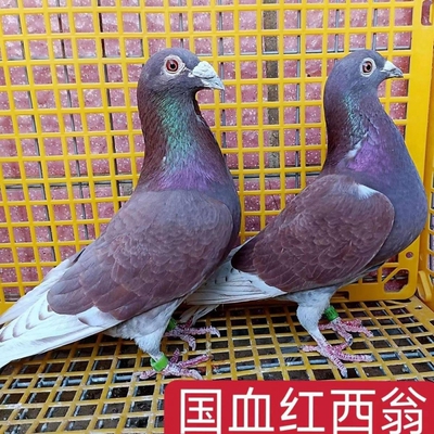 发货快国血红西翁种鸽公母一对幼
