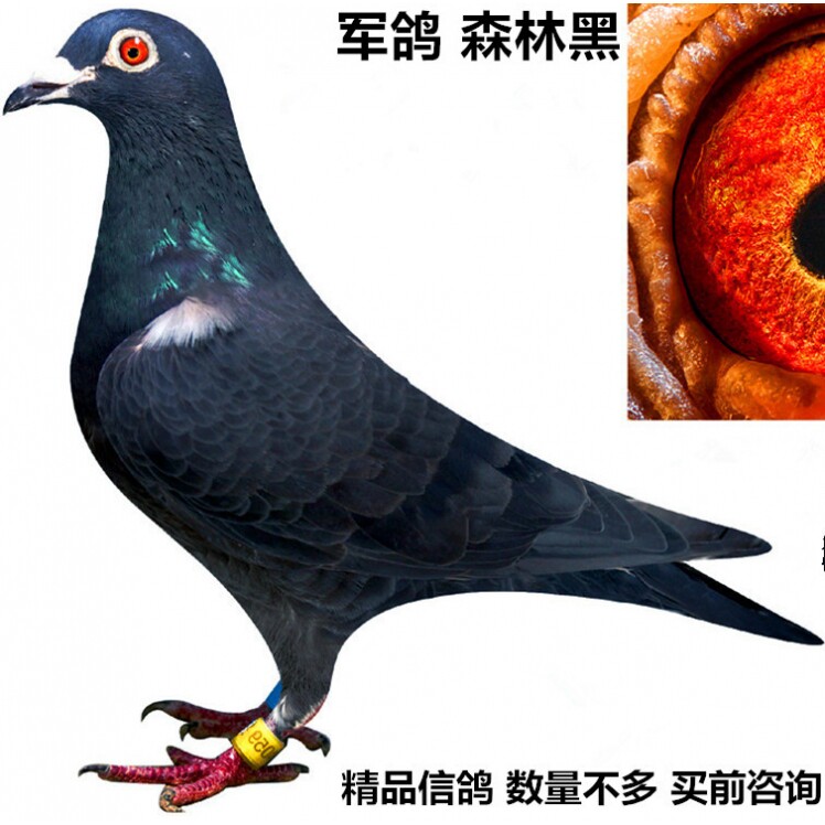 军鸽/森林黑赛鸽血统鸽/中远程信