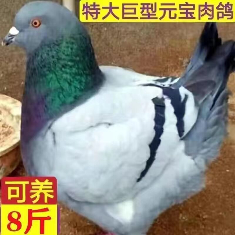 元宝鸽子巨型纯种正宗活公母一对