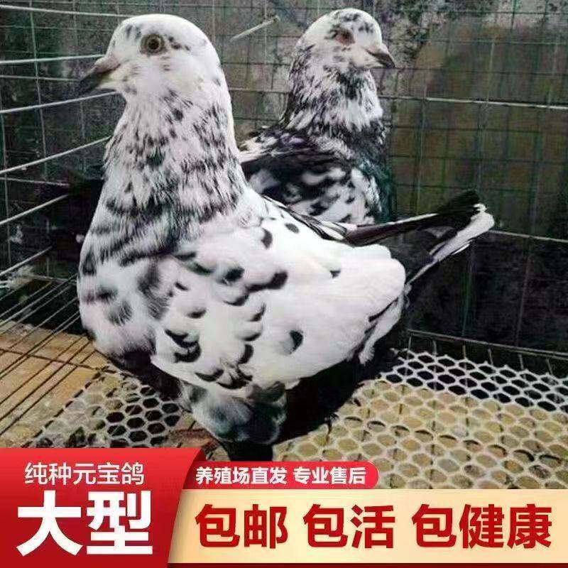 8斤元宝鸽纯种一对活体大鸽子观