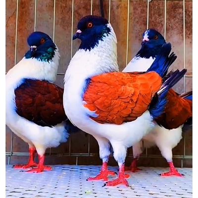 大体元宝鸽摩登种鸽活体一对青年