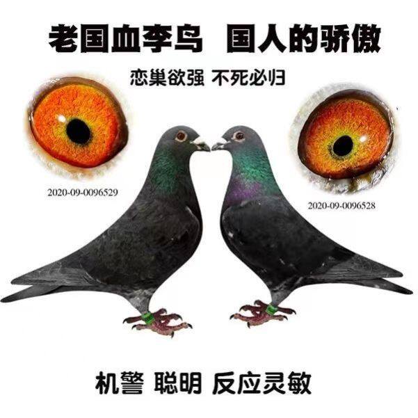 国血吴淞李鸟信鸽青年鸽种鸽成绩