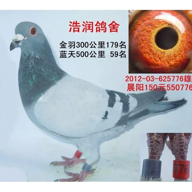 信鸽天落鸟信鸽活体成绩鸽公