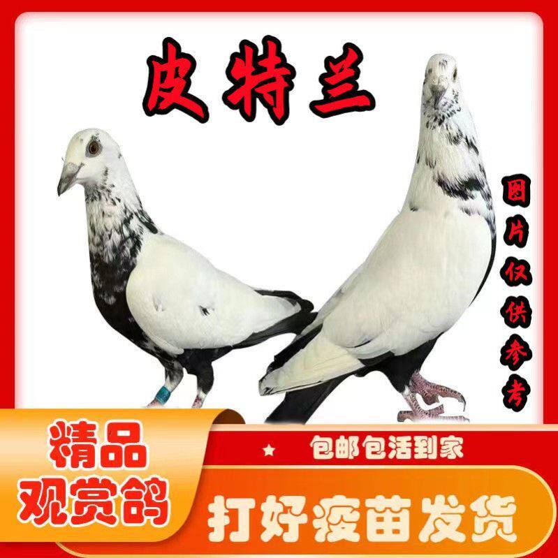 精品信鸽皮特兰黑白花信鸽异色反色鸽子成绩鸽赛鸽火凤凰鸽子活体