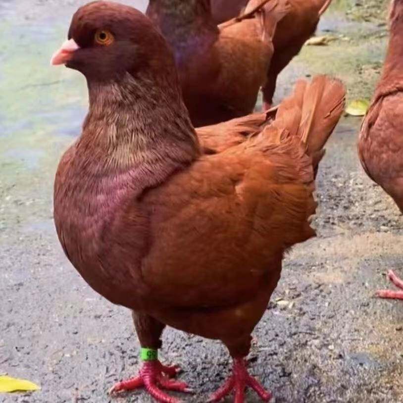 活体一对超大体观赏鸽子公斤肉鸽