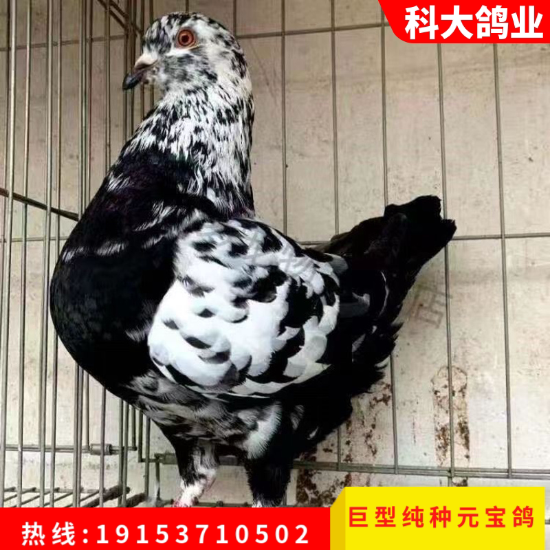 巨型大型元宝鸽子观赏鸽青年鸽公