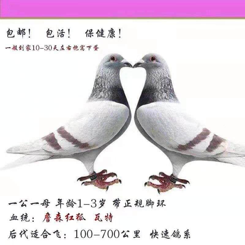 信鸽成绩鸽种鸽公棚天落鸟大