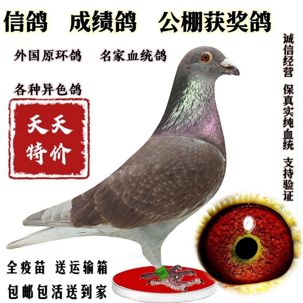 信鸽公棚成绩鸽远程赛鸽血统鸽鸽种鸽子天落幼鸽杨阿腾吴淞3