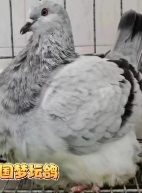 正宗纯种元宝鸽子活一对特大巨型