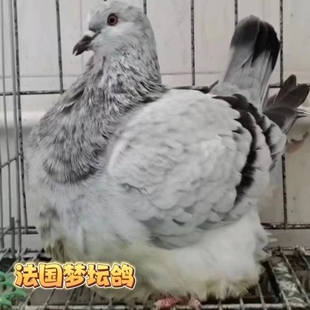 正宗纯种元宝鸽子活一对特大巨型法国梦坛鸽子肉鸽观赏鸟体活物