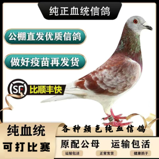 鸽子活一对原配信鸽种鸽赛鸽肉鸽观赏鸽小鸽活物鸽子苗幼鸽包活体