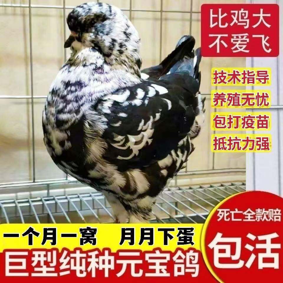 纯种元宝鸽可观赏活物种鸽活体
