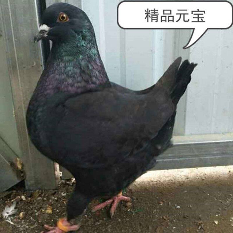 正宗元宝鸽大体鸽子观赏鸽特大活