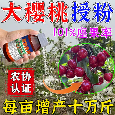 大樱桃授粉专用药神器车厘子授粉坐果精樱桃花粉保花保果药防落果