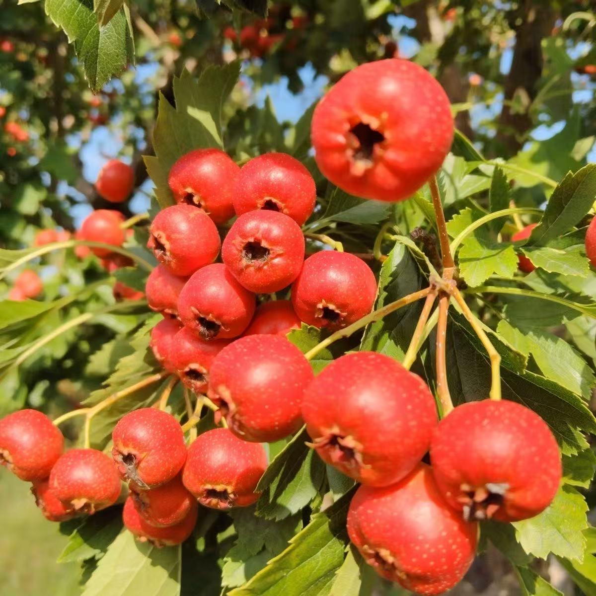 新鲜山楂果山楂现摘鲜果现摘山里红水果冰糖葫芦甜红子糖葫芦批发