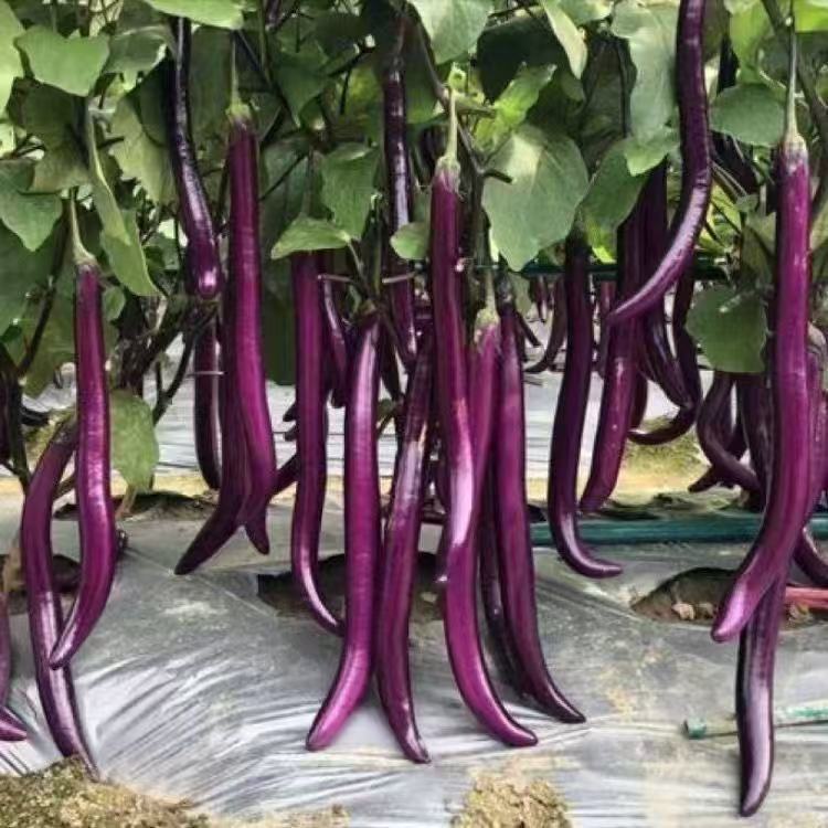 新鲜茄子长茄子细紫皮线茄子蔬菜农家自种现摘现发新鲜长茄子整箱