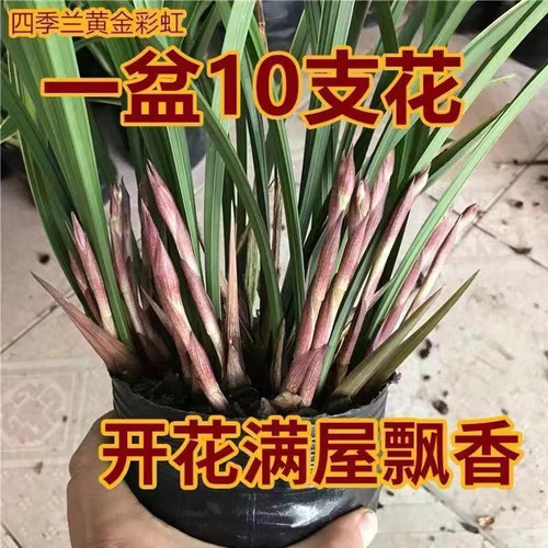 特香兰花金边黄金彩虹夏带花苞建兰四季兰盆栽客厅花卉植物室内花