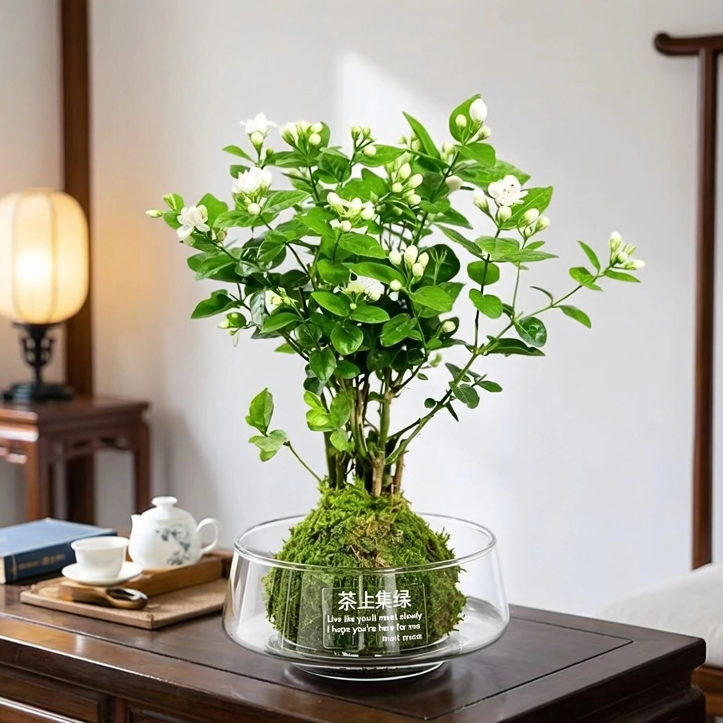 茉莉花盆栽带花开花浓香阳台绿植办公室水培植物桌面盆景花卉驱蚊