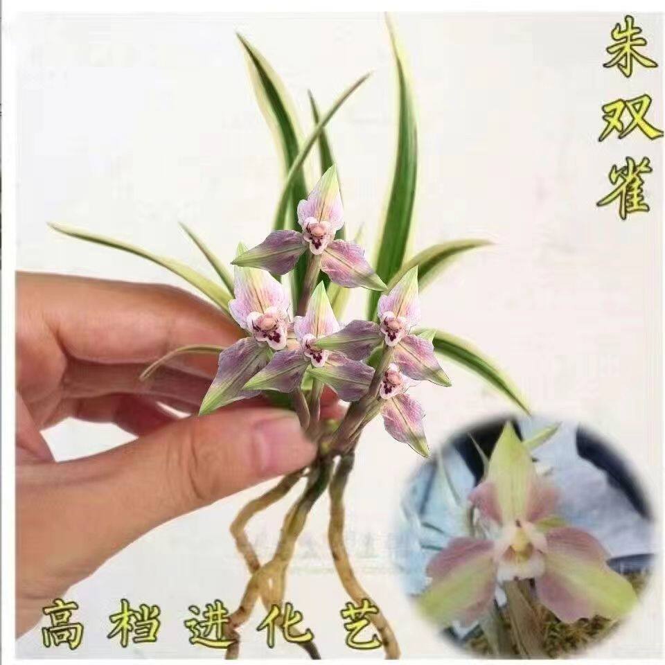 高档金边矮种朱双雀兰花苗