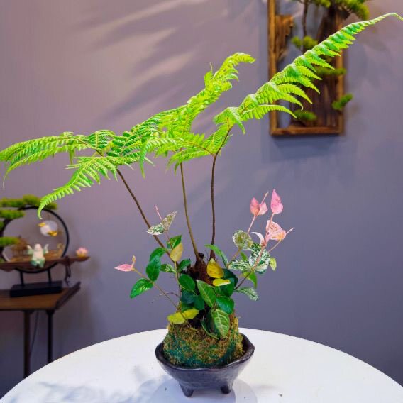 水培植物苔藓球植物文竹苔藓绿植室内盆栽蕨类微景观